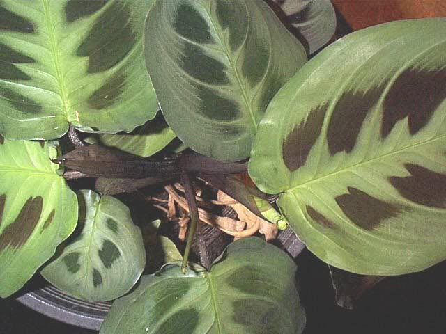 Marantha leuconeura Maranta