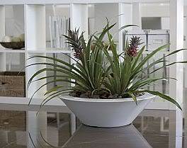 Plantas de Interior Vasos-1