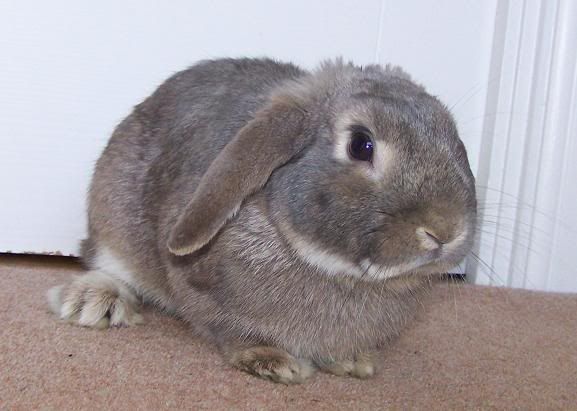 Dusk Handsome Opal Lop Duska