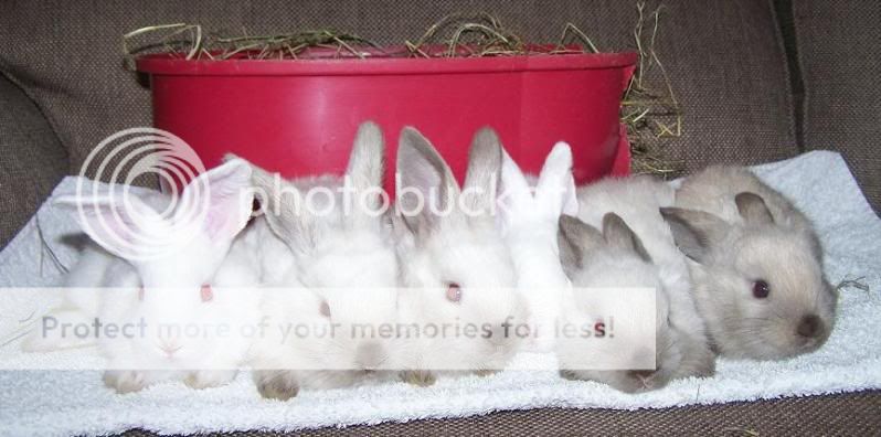 Anyone want to see baby bunnies? Gambitchancelottocharmtrinketbangle