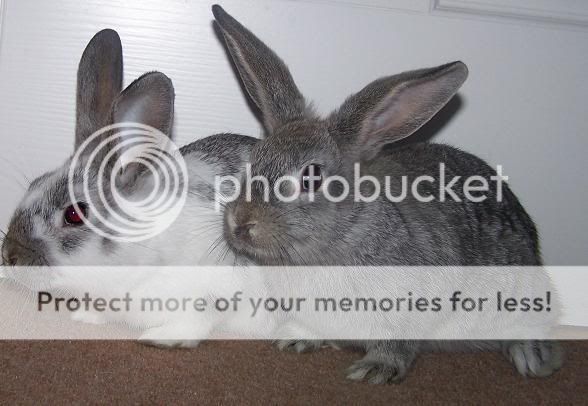 The Two Other Boys!REHOMED HoppityandFlipper