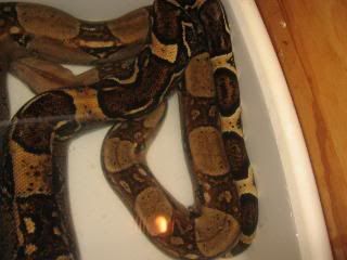 Redtail Boa