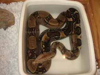 Redtail Boa2