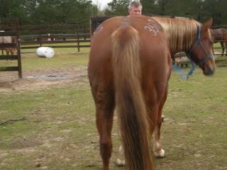 Mare for Sale Still $ Sale Picture100