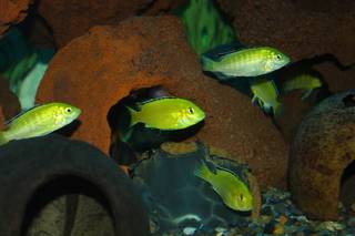 Labidochromis caeruleus Labidochromis%20caeruleus