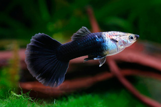 Poecilia reticulata (pez guppy) Black-Tuxedo