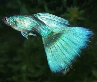 Poecilia reticulata (pez guppy) Green-Moscow-Guppy-Bryan-Chin