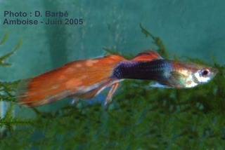 Poecilia reticulata (pez guppy) Cola%20de%20bandera