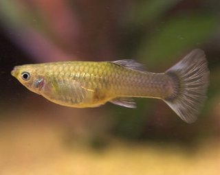 Poecilia reticulata (pez guppy) Guppy-hembra-tp_7882055476021584672f