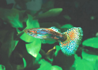 Poecilia reticulata (pez guppy) Multicolor