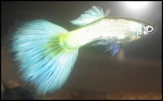 Poecilia reticulata (pez guppy) Plateado