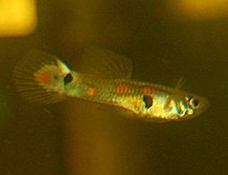 Poecilia reticulata (pez guppy) Poecilia%20reticulata%20vene