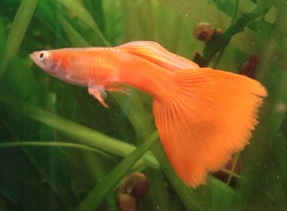 Poecilia reticulata (pez guppy) Rojo