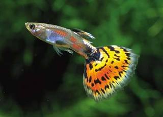 Poecilia reticulata (pez guppy) Variado