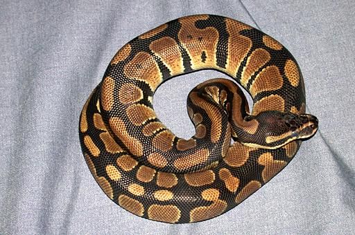Python Regius Pitonbola