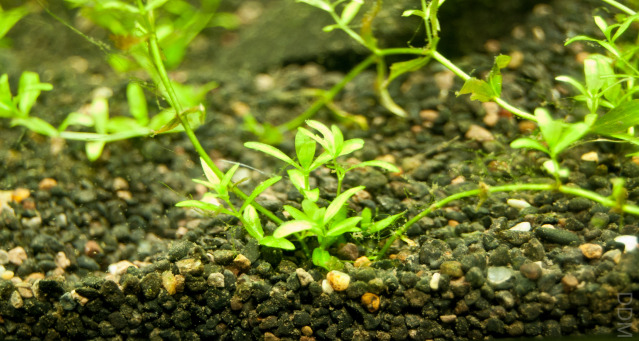 Crecimiento en Hemianthus micranthemoides Day23-8