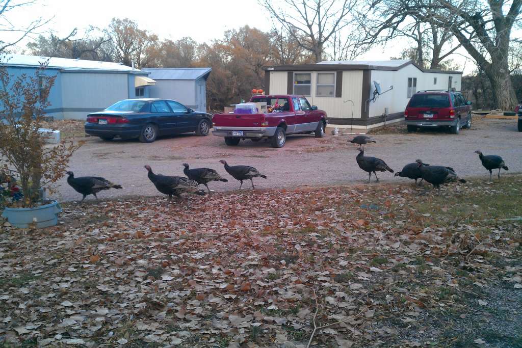 Turkeys in the yard IMAG0126-1024x683