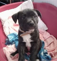 updated pics of wee buster boy  0_1_4