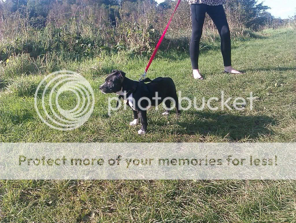 rocko updated :) first time at the park :D IMAG0450