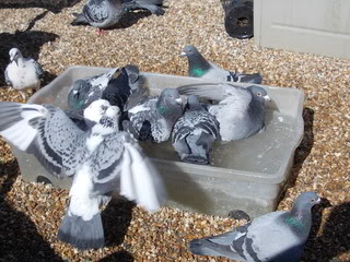 some of my old birds  DSCN0146