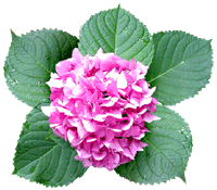 Breveria /5 Hydrangea01_zps2cdb6c89