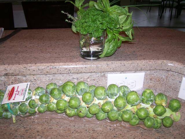 Whats for Dinner in this December 2014? - Page 11 StalkofBrusselSprouts