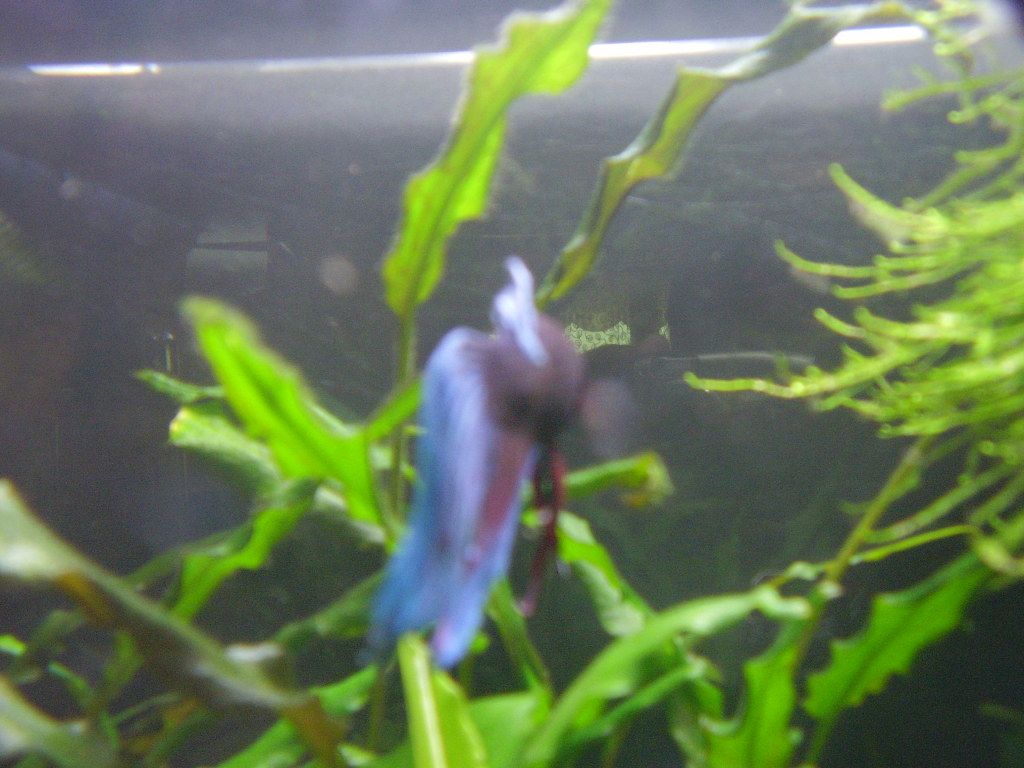 Mi nuevo Betta azul P1120105