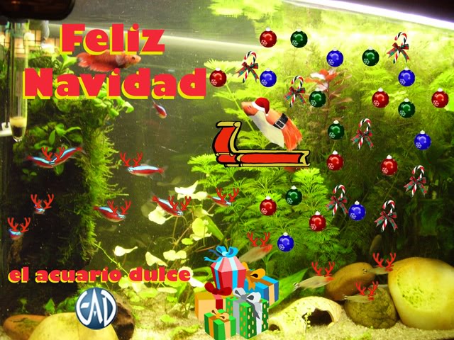 Betta Noel, os desea Feliz Navidad - Acuariofilia Navideña CONCURSOEADNAVIDADphotobucket