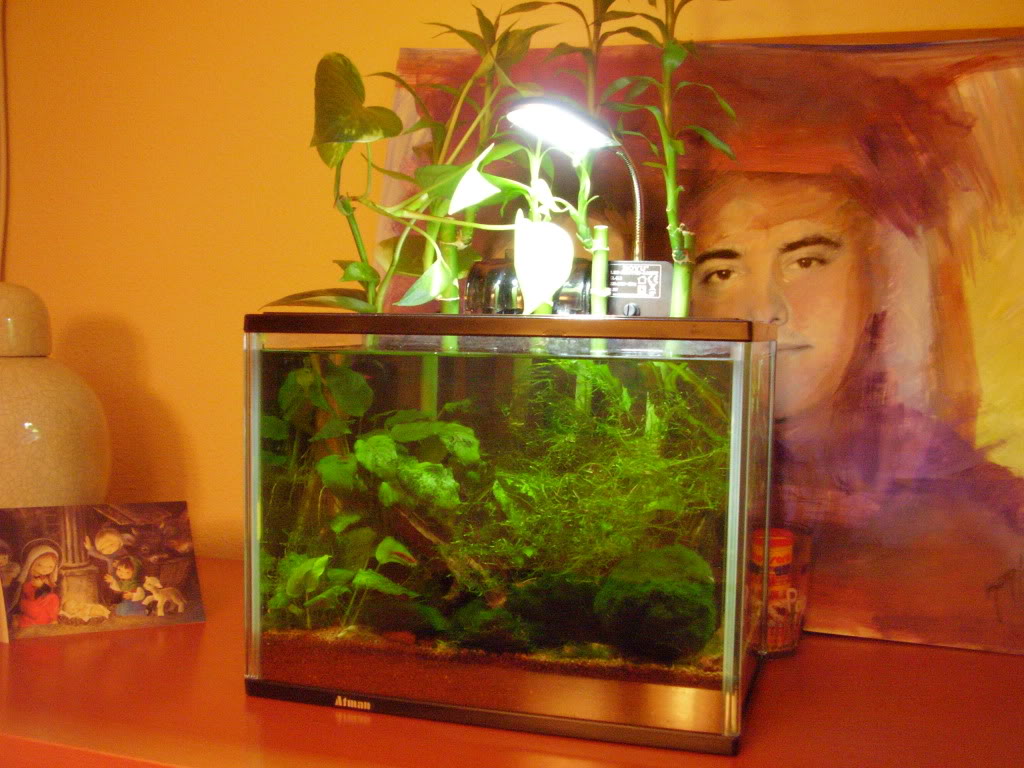 Acuario 30 litros con Betta P9200040