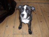 what kind of staffie do i have Th_Picture104
