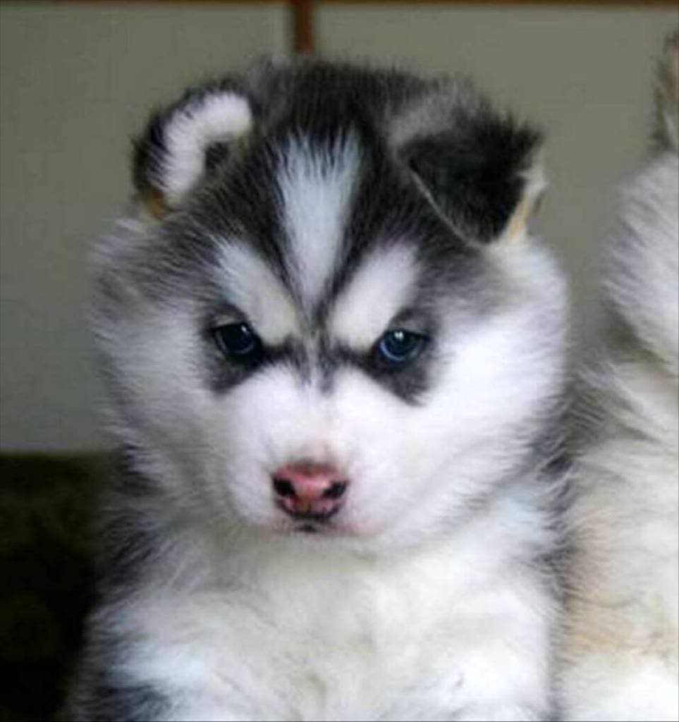 Interesting Animals! (Probably image heavy) Siberian-Husky-Pups-wolves-6390341-1280-800-1-1