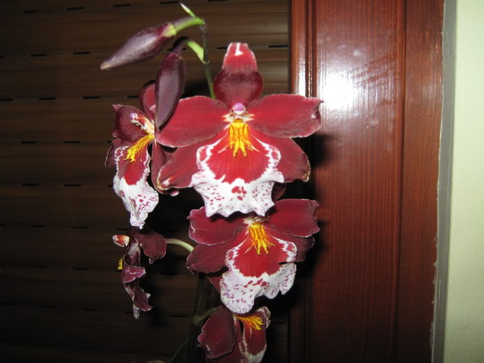 identification orchidée FKJGUHZNGGLYQTCWFCX