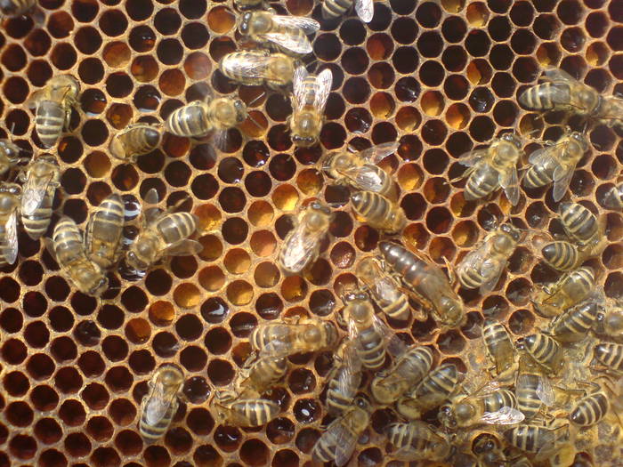 Sur les abeilles... OPXQZWEBOOMBHTXQAAI