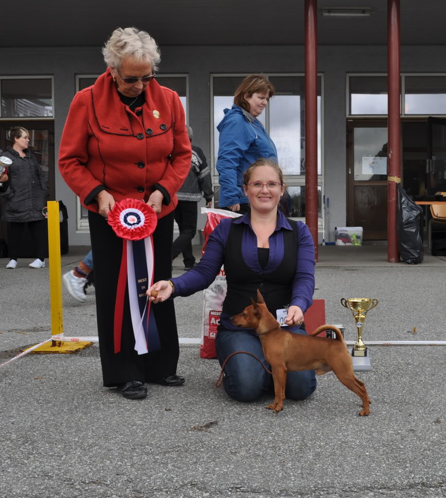 Norsk Schnauzer Bouiver Klubb, Sandnes - 11.09.2011 BISSandnesseptember2011