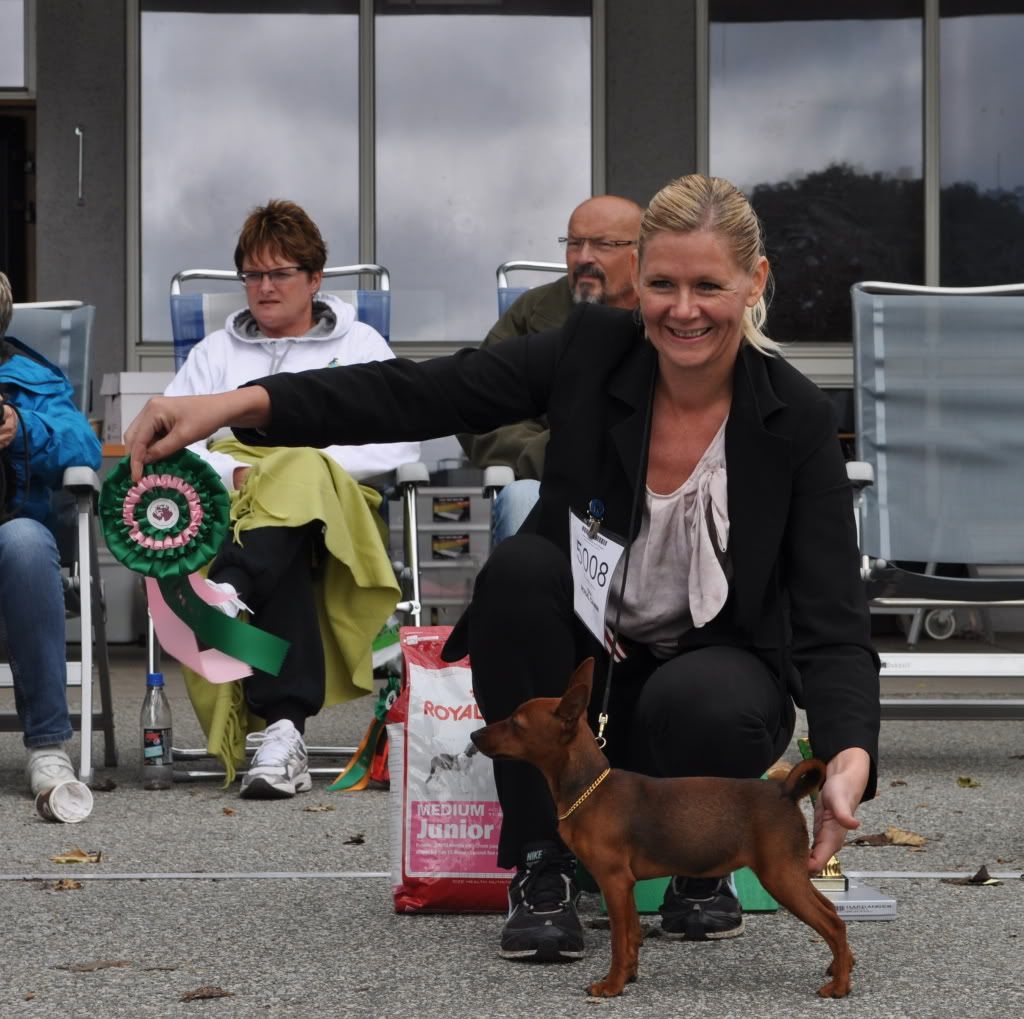 Norsk Schnauzer Bouiver Klubb, Sandnes - 11.09.2011 TanjaBIS4Sandnesseptember2011