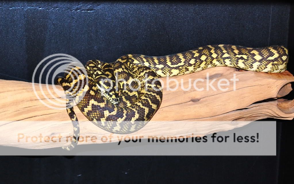 Update on the Carpet Python... DSC_0503