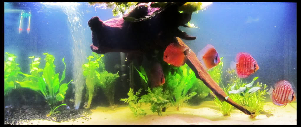 Dan's 75G Planted Discus Tank - Page 3 75GFTS