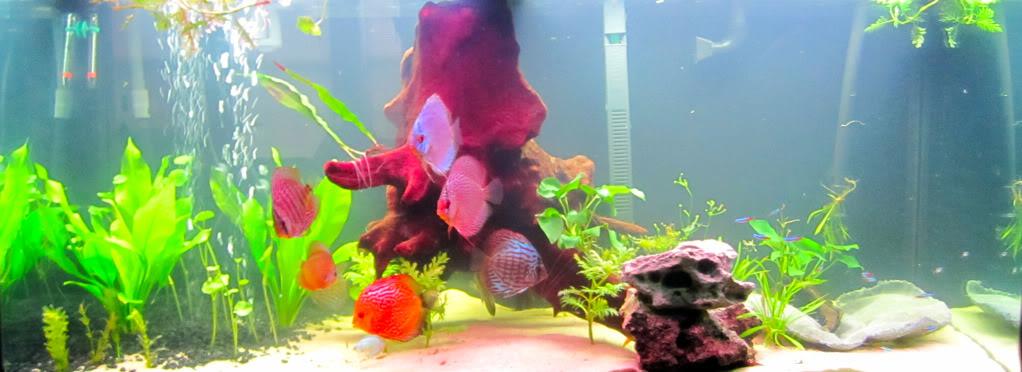 Dan's 75G Planted Discus Tank 75GFTS3