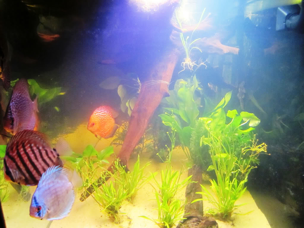 Dan's 75G Planted Discus Tank DiscusLighting