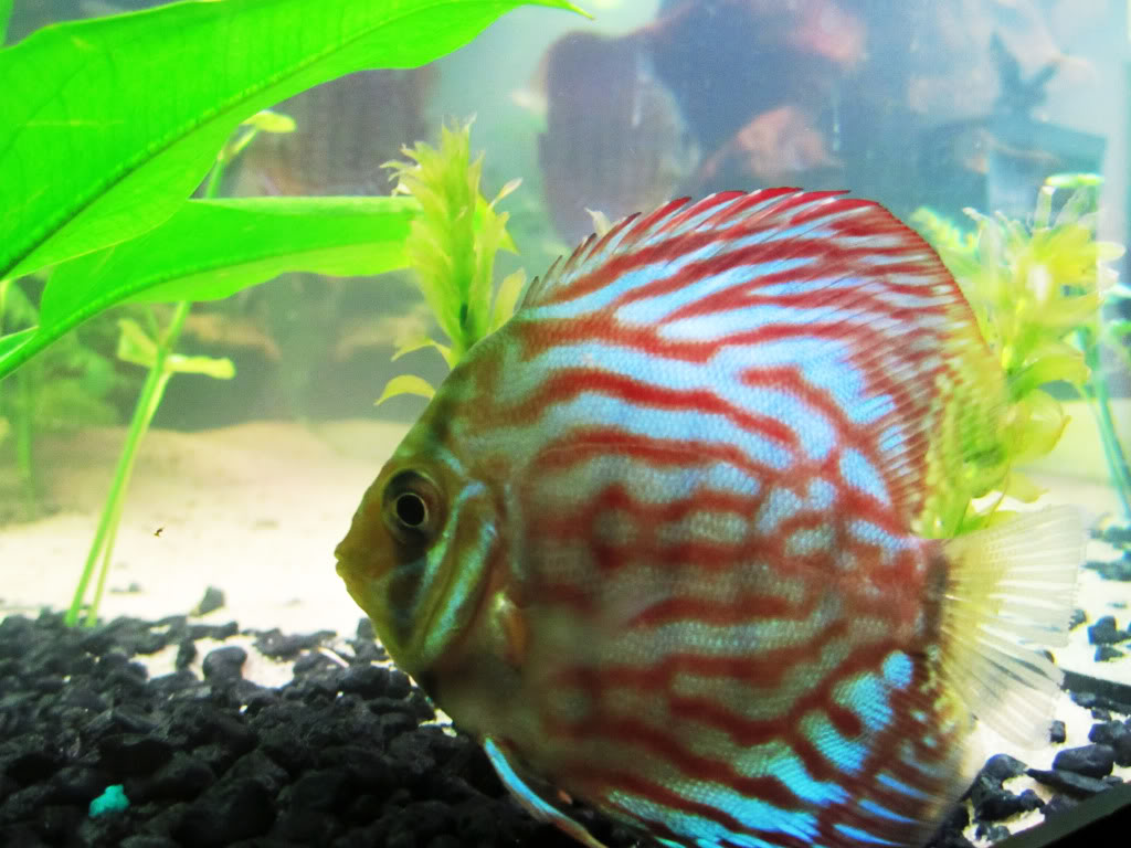 Dan's 75G Planted Discus Tank HansDiscus2b