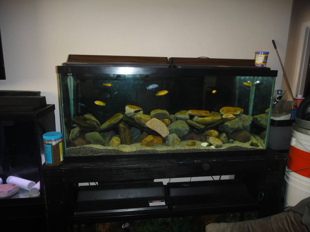 Aficans upgrade and new stock (Heavy Pics) Labidochromis caeruleus fry progression - Page 2 DSC01409