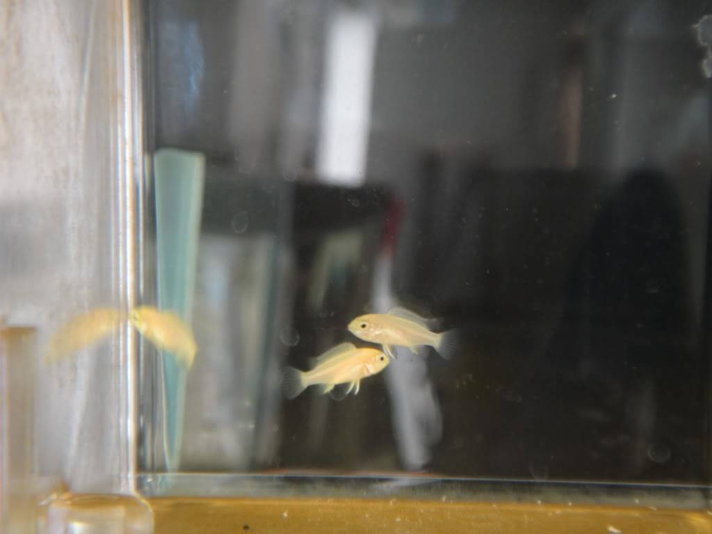 Aficans upgrade and new stock (Heavy Pics) Labidochromis caeruleus fry progression Week27