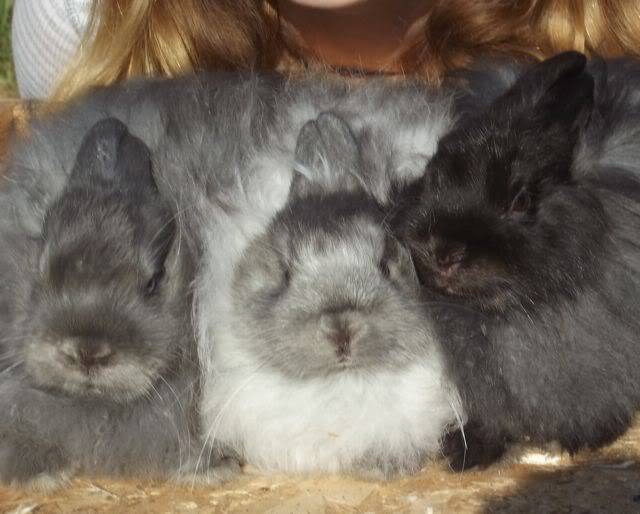 Which one to show at fair Trio9wks