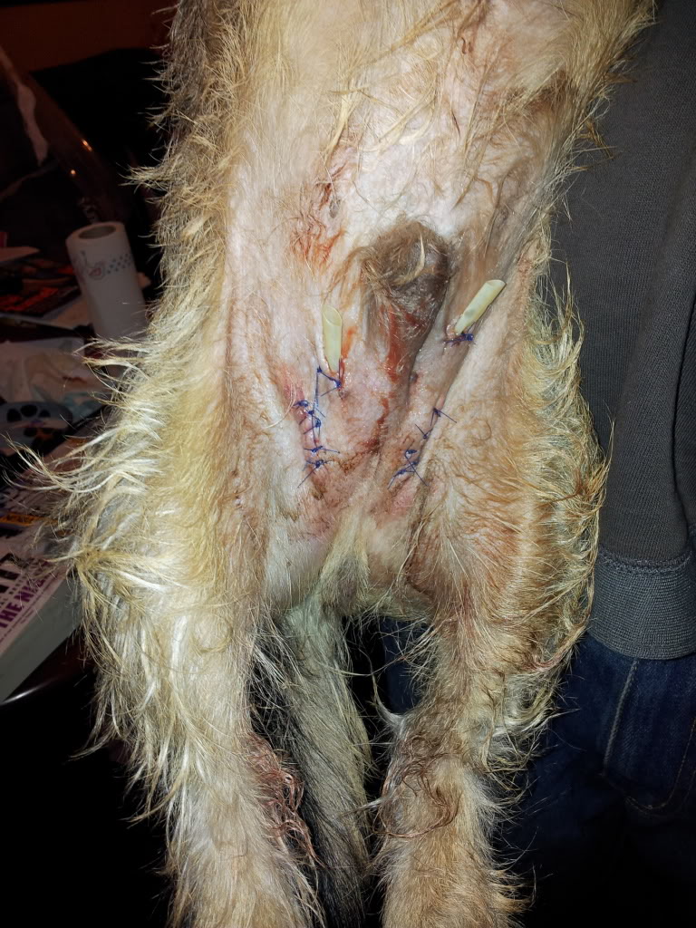 Neutering Gone Wrong (warning willie pics lol) 20131011_232136_zps4aa5fcd8