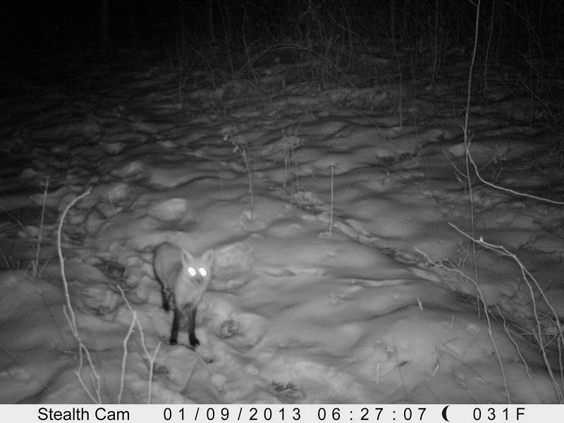 A few fox(Stealthcam Prowler XT) 14-1_zps26172c40