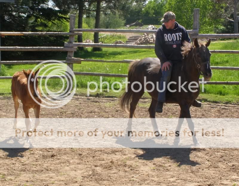 Few New Pics of My Orphan Foal June2011019