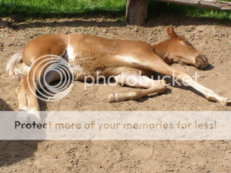 Few New Pics of My Orphan Foal June2011032