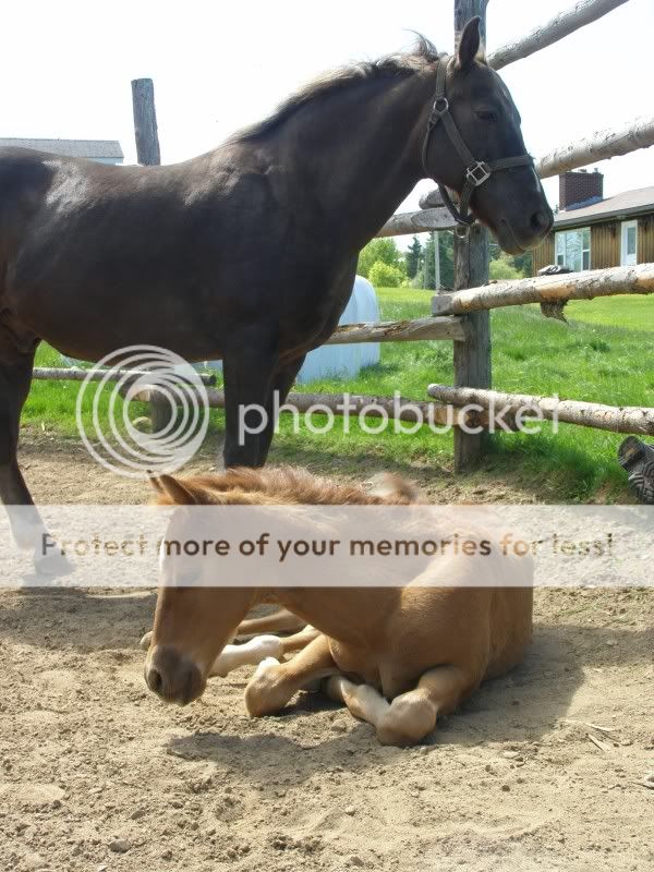 Few New Pics of My Orphan Foal June2011036