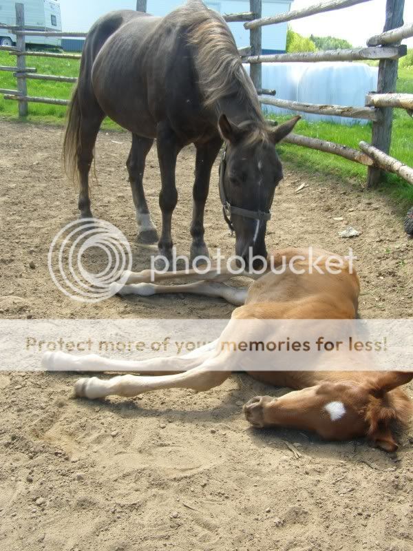 Few New Pics of My Orphan Foal June2011040
