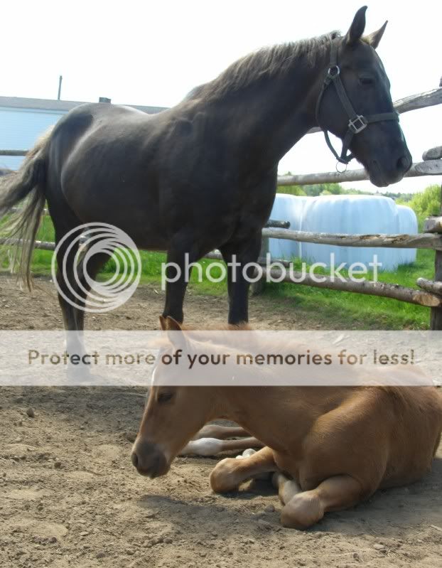 Few New Pics of My Orphan Foal June2011042